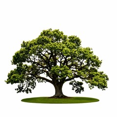 Obraz premium A large, lush green tree stands prominently in an open, grassy area under a clear, bright sky.