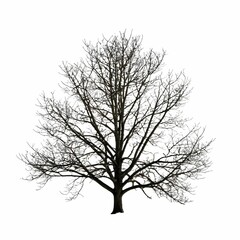Obraz premium Silhouette of an isolated bare tree in a white background