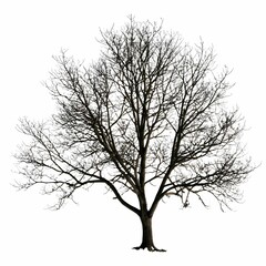 A solitary tree stands alone against a plain white backdrop.