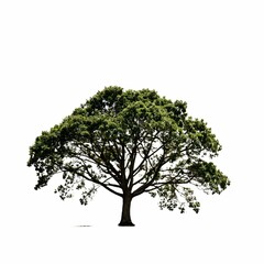 Obraz premium A solitary tree against a white backdrop, showcasing its intricate branches and dense foliage.