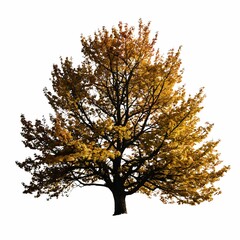 A single tree is seen in dramatic autumnal colors with a white backdrop.