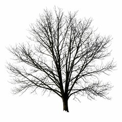 Obraz premium A black silhouette of a leafless tree against a white background