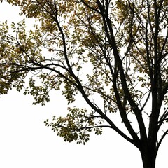 Fototapeta premium An isolated tree with dense foliage against a stark white background