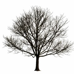 A tree without leaves against a stark white background