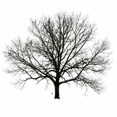Fototapeta premium A solitary tree stands against a stark white backdrop, its intricate branches reaching out in a dense, almost symmetrical pattern.