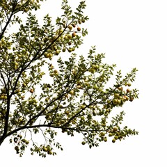 A close-up view of a tree branch laden with fruit against a white backdrop.