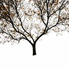 Fototapeta premium A single tree stands alone, silhouetted against a clear sky