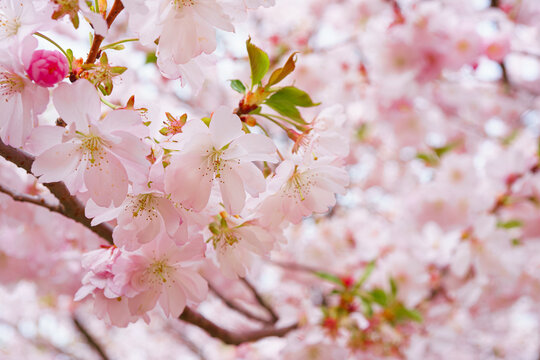 Branch of blooming cherry tree, pink sakura blossom flower on blue sky background. Spring season, nature floral background, wallpaper, backdrop.