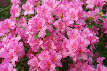 Blooming pink japan Azalea Ericaceae bush, Geisha Purple, rhododendron flower macro, background. Evergreen decorative plant outdoor or in orangery in botanical garden. Gardeining, plant breeding