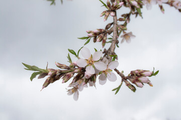 Macro view of a white flower with pink touches of an almond tree (Prunus Dulcis) hanging from a branch that seems to fall from the sky and several buds still unopened around at the beginning of spring
