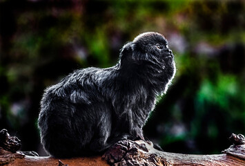 Goeldi`s marmoset also known as Goeldi`s monkey. Latin name - Callimico goeldii	
