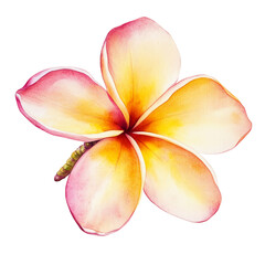 Watercolor plumeria flower with five soft petals in pink yellow and white tones representing tropical beauty and summer relaxation