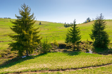 mountainous countryside landscape in spring. path trail through valley. sunny morning with blue sky. green pasture and coniferous forest on the rolling hills near brook