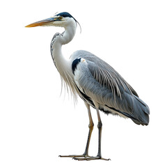 Obraz premium Heron isolated on white background