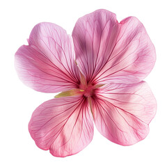 Fototapeta premium Pink flower blossom delicate petals floral beauty nature