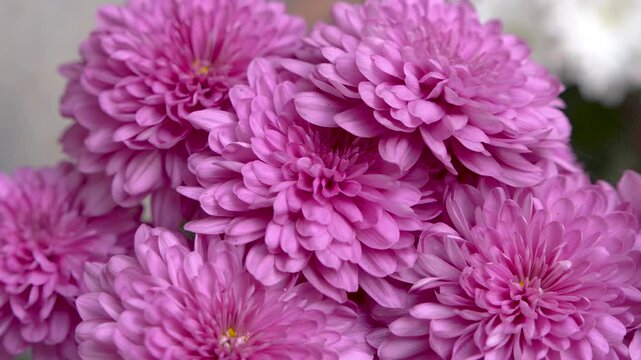 Pink chrysanthemum flowers have bloomed.