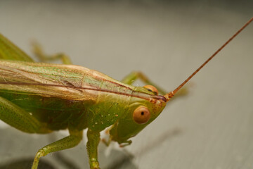 Close Up of Green Grasshopper Isolated on White