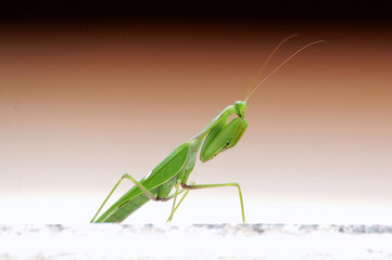 Green praying mantis in attack position on a white wall contrasting with the blurred background