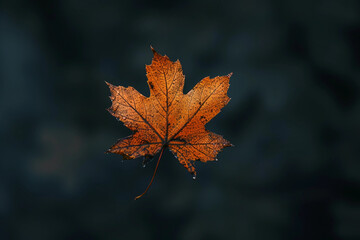 Obraz premium The Elegance and Symbolism of the Maple Leaf in Nature