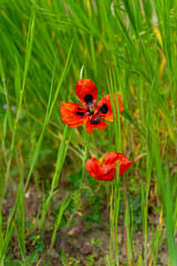 Obraz premium Two poppies blooming in a field. Bright green grass in the background