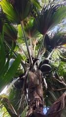 Coco De Mer coconuts and palm trees in the Seychelles, Africa