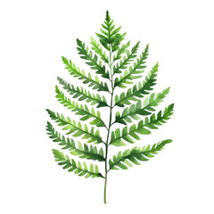 A single green fern leaf on transparent background.