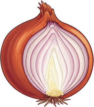 onion isolated on white