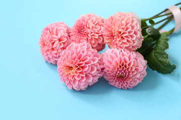 Bouquet of beautiful pink dahlia flowers on blue background © Pixel-Shot