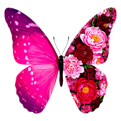 Butterfly Wing with Pink Gradient Merging into Peonies 