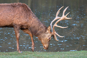 Damhirsch mit großem Geweih