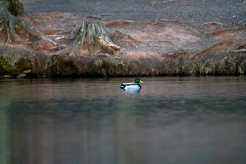 einsame Ente schwimmend im Wasser