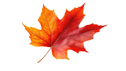 Autumn's Embrace: A close-up of a vibrant maple leaf, showcasing the rich tapestry of fall colors. Perfect for conveying the essence of the season