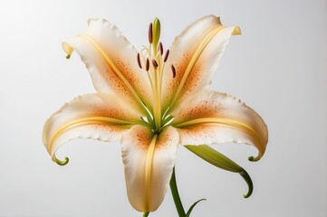 Close-up of a single pale yellow lily flower with orange speckles against a white background.