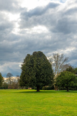 Cloudy afternoon in a park with vibrant green grass and tall trees providing a serene atmosphere...