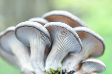 Oyster mushrooms on a soft green background. Lamellar texture of pleurotus ostreatus, bottom view.