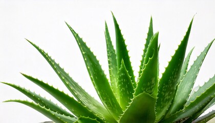 Fototapeta premium An aloe vera plant with water droplets, vibrant green colores, pure nature