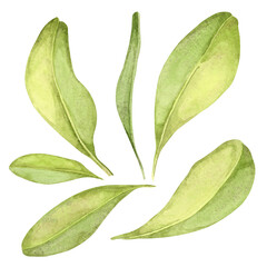 Obraz premium Watercolor illustration of individual argan leaves in varying green hues. Greenery clipart. Perfect for botanical patterns, natural-themed designs, or as elements in eco-focused digital artwork.