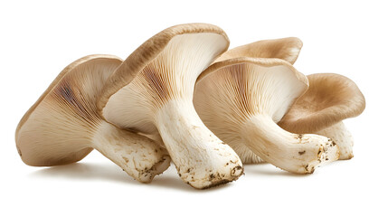 Fototapeta premium Mushrooms are piled on top of each other.