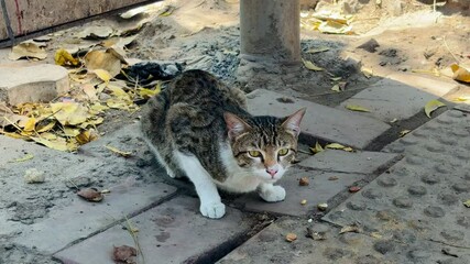 Gray tabby cat sitting near bus stand, and street with green eyes, surrounded by grass and nature - Powered by Adobe