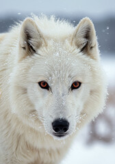 Obraz premium Majestic white wolf in snowy habitat highlighting albinism traits
