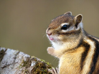 Wild Hokkaido Chipmunk in Eastern Hokkaido