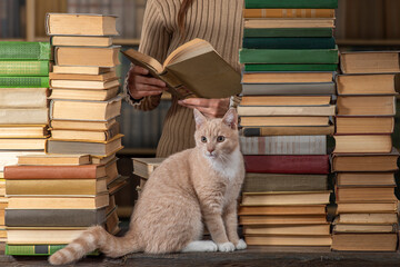 Red cat sitting among Stacks of many books, library shelves. Concept of old classic literature,...