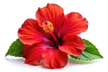 Hibiscus Flower Isolated, White Background, Stock Photo, High Resolution,  Floral Image, Botanical Photography, Red Hibiscus, Tropical Flower,  Closeup Hibiscus