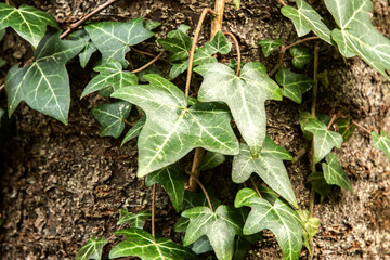 Close up of green ivy leaves on tree in spring forest