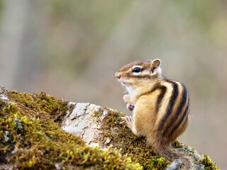 Wild Hokkaido Chipmunk in Eastern Hokkaido