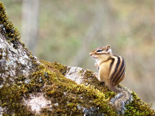 Wild Hokkaido Chipmunk in Eastern Hokkaido
