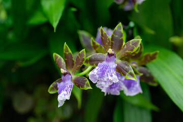 Stunning macro shot of an orchid flower, capturing intricate petal details and vibrant colors.