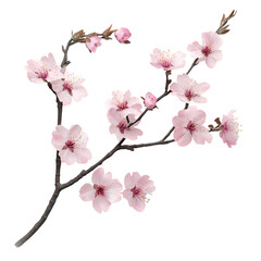 A 3D Cherry Blossom Branch with Delicate Pink Flowers Isolated on Transparent Background