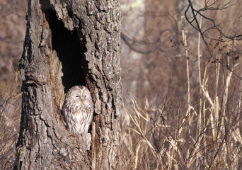 Wild Hokkaido Ural Owl in Eastern Hokkaido