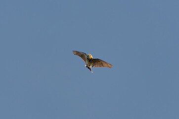 Meadow pipit (anthus pratensis) flying in the sky in spring.